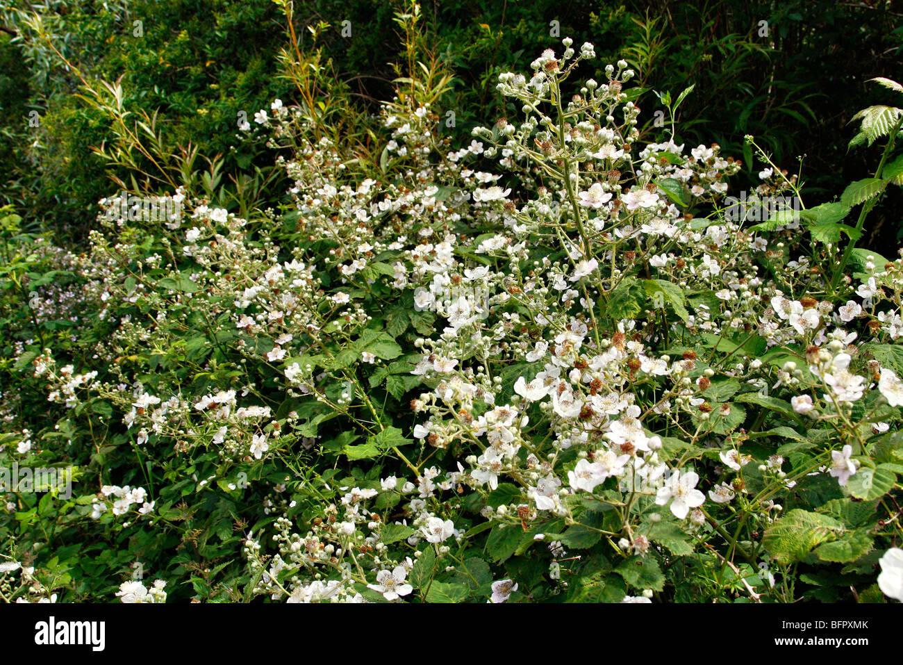 Rubus fruticosus - wild Blackberry plants in flower Stock Photo