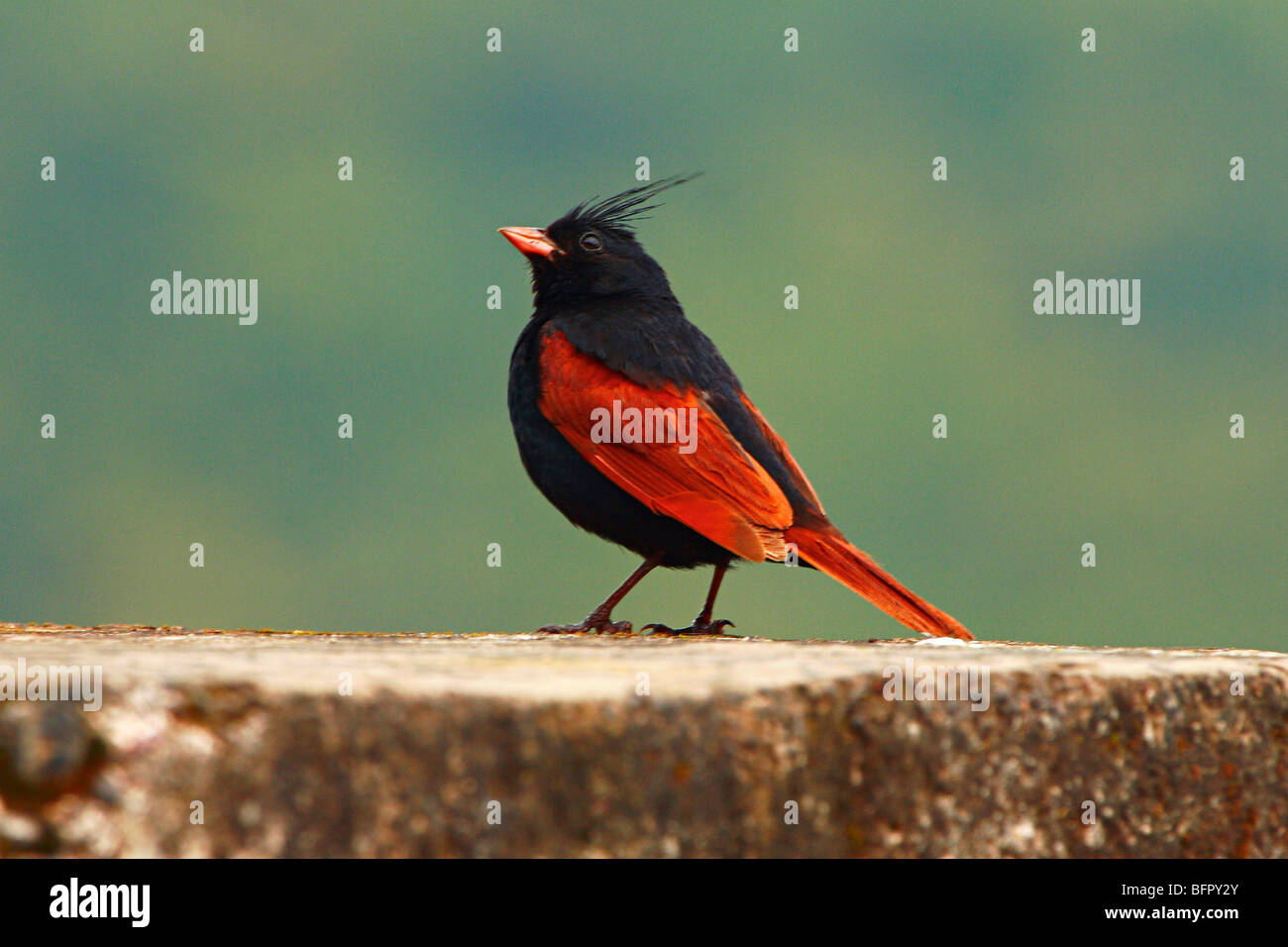 Crested Bunting (Melophus lathami) is a species of bird in the Emberizidae family. Its genus Melophus is monotypic. Stock Photo