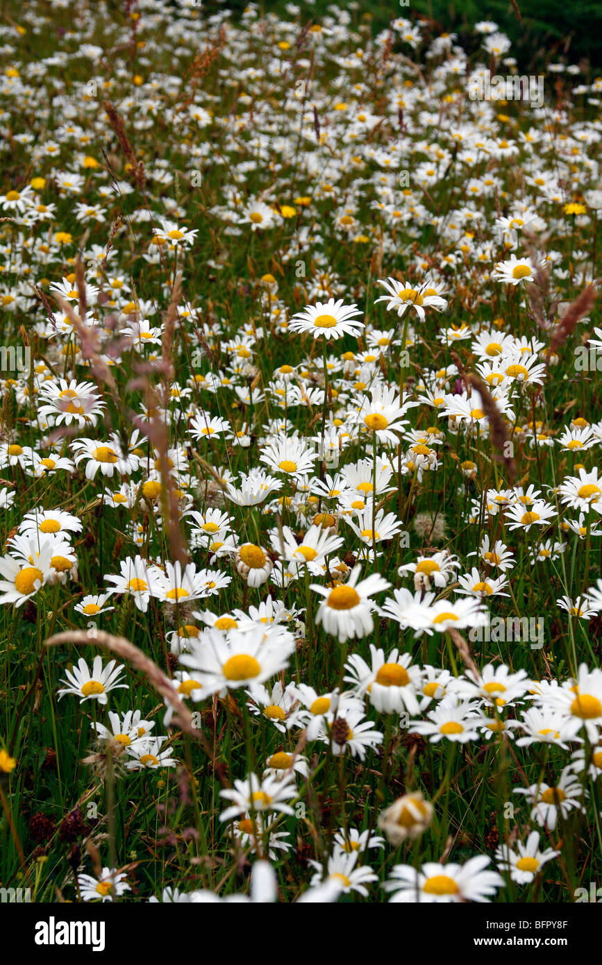 Wildflower meadow with Leucanthemum vulgare - Ox eye daisy Stock Photo