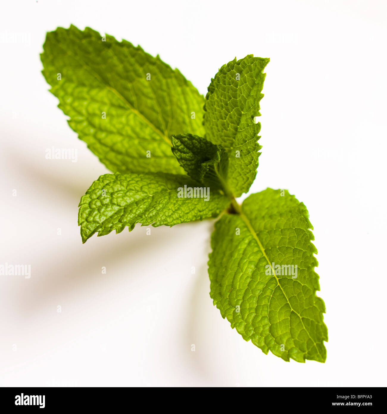 Mint leaf hires stock photography and images Alamy