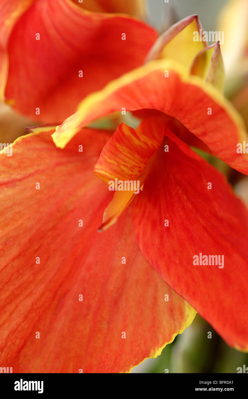Orange Canna Lily Stock Photo