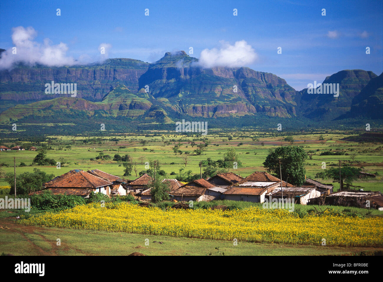 Village scene and mustard rai field ; Khubifata ; district Pune ; Maharashtra ; India Stock Photo