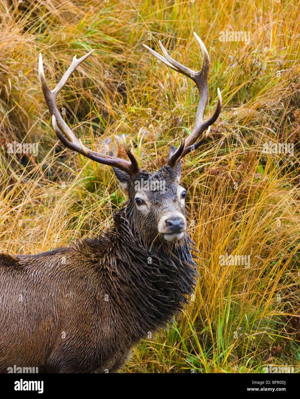 Cervus elaphus - Red deer stag in rutting season in Scotland Stock Photo