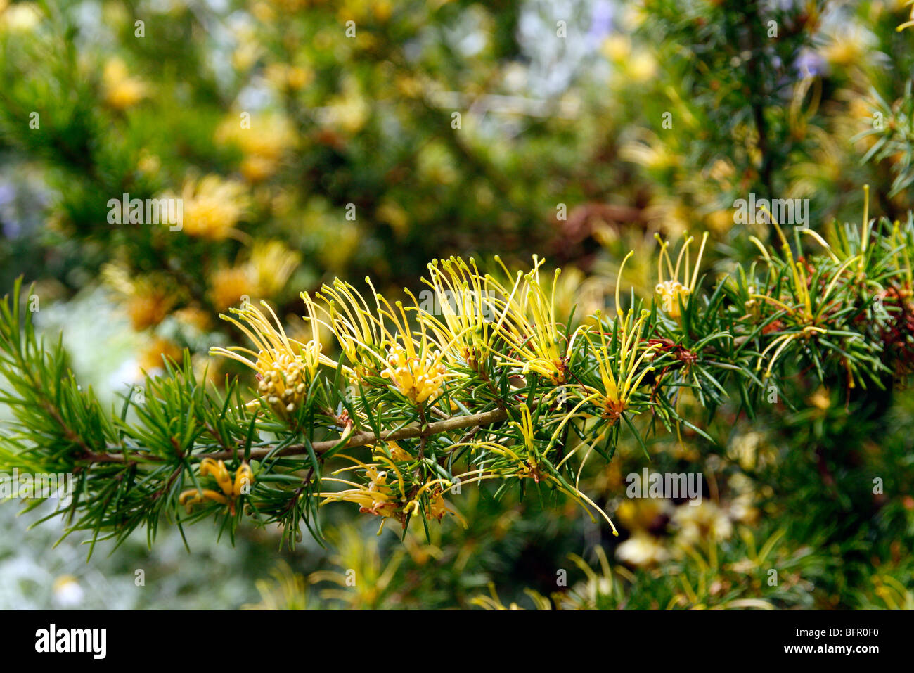 Grevillea juniperina sulphurea Stock Photo
