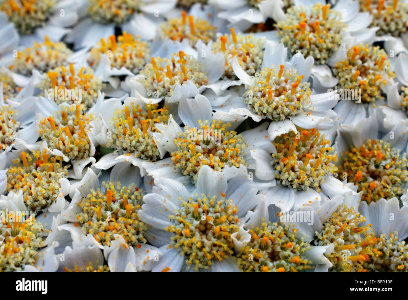 Tanacetum macrophyllum syn. Achillea grandiflora - flower detail Stock Photo
