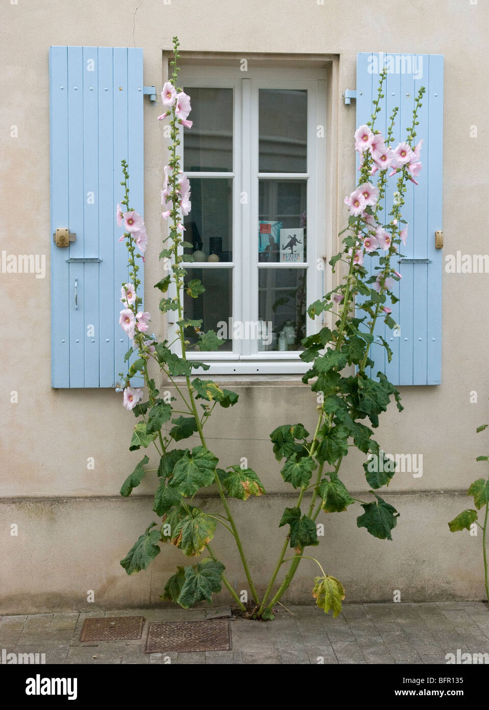 Shutters and hollyhocks Ille de Re France Stock Photo