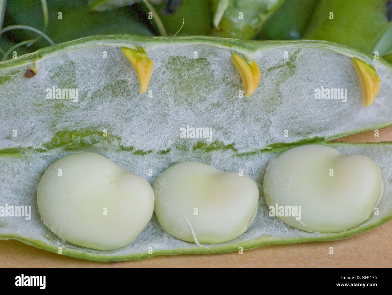 Broad beans in pod Stock Photo Alamy
