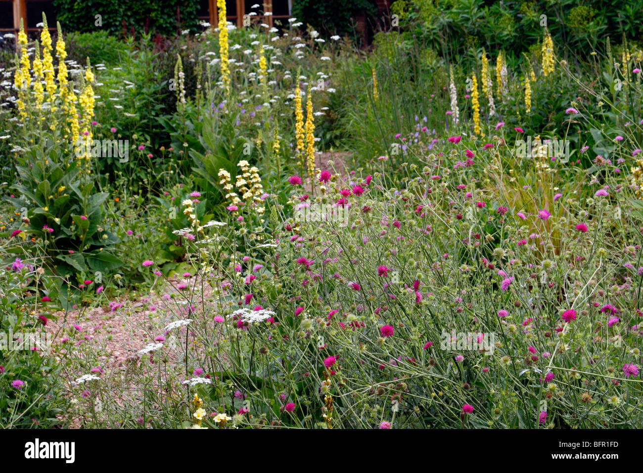 Naturalistic plantings in Holbrook Garden with Knautia macedonica and Verbascum chaixii Stock Photo