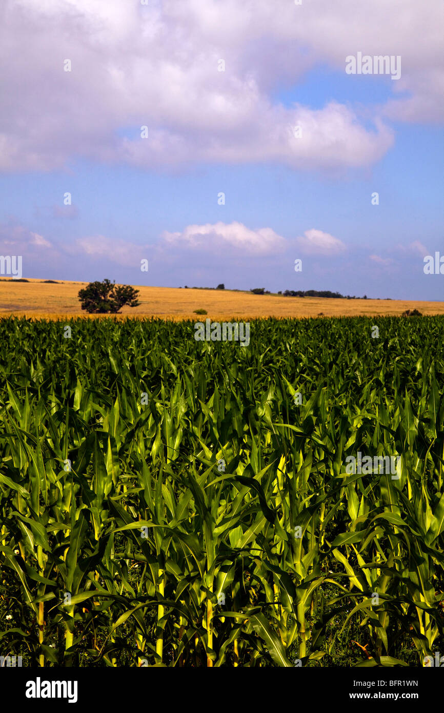 Maize crop growing in a field in Bulgaria Stock Photo