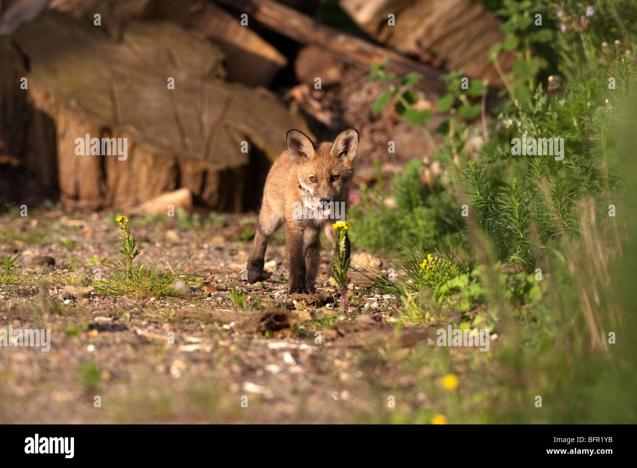 Vulpes vulpes - red fox cub in urban garden Stock Photo