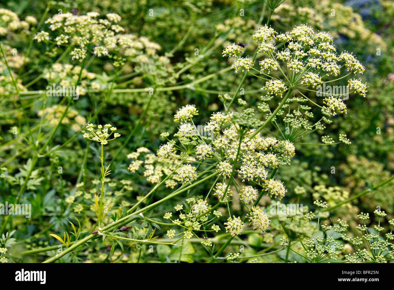 Petroselinum hortense filicinum - French flat leaved parsley being grown to home save seed for subsequent crops Stock Photo