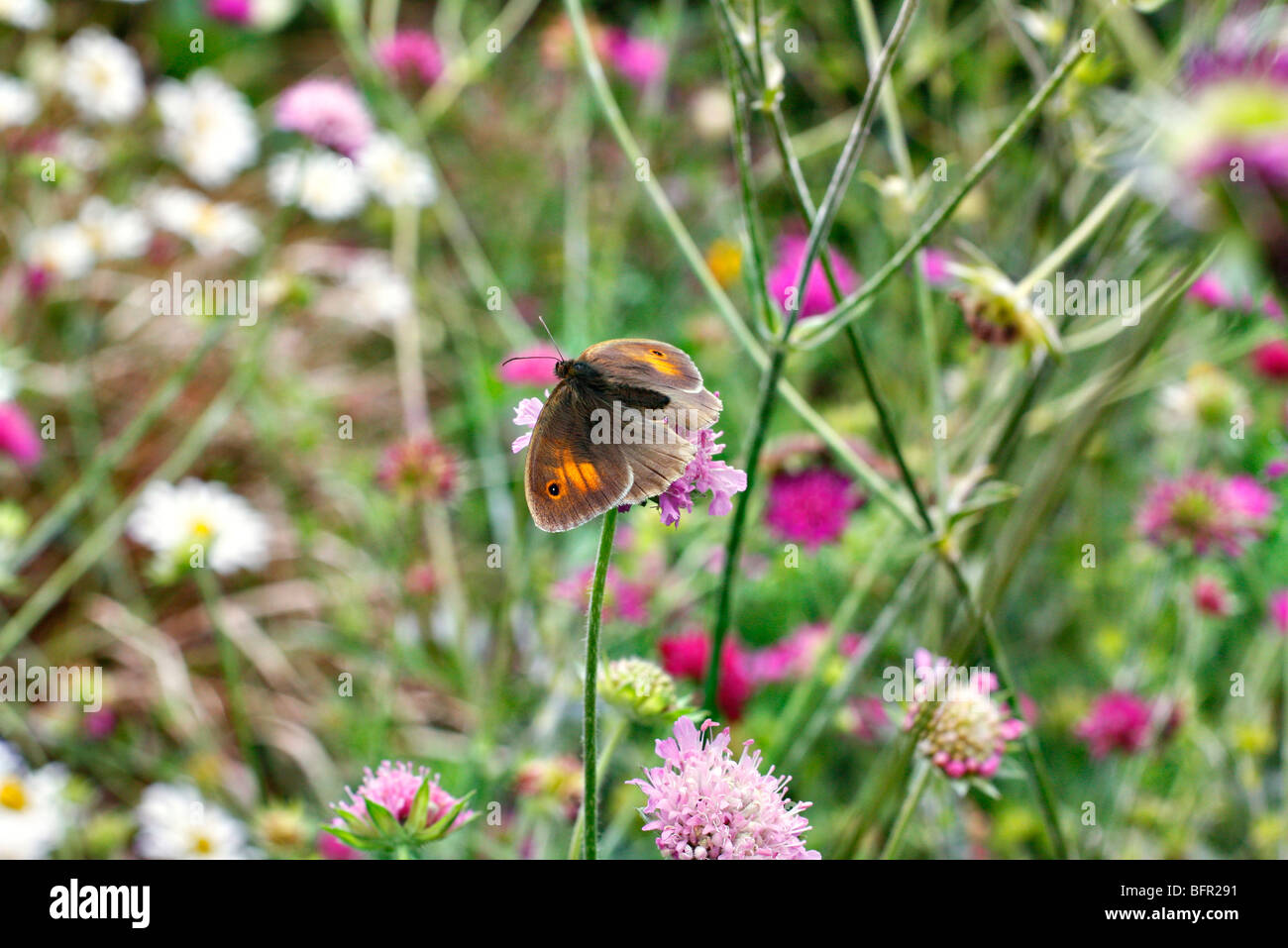 Female meadow brown - Maniola jurtina awaiting a mate on Knautia macedonica Stock Photo