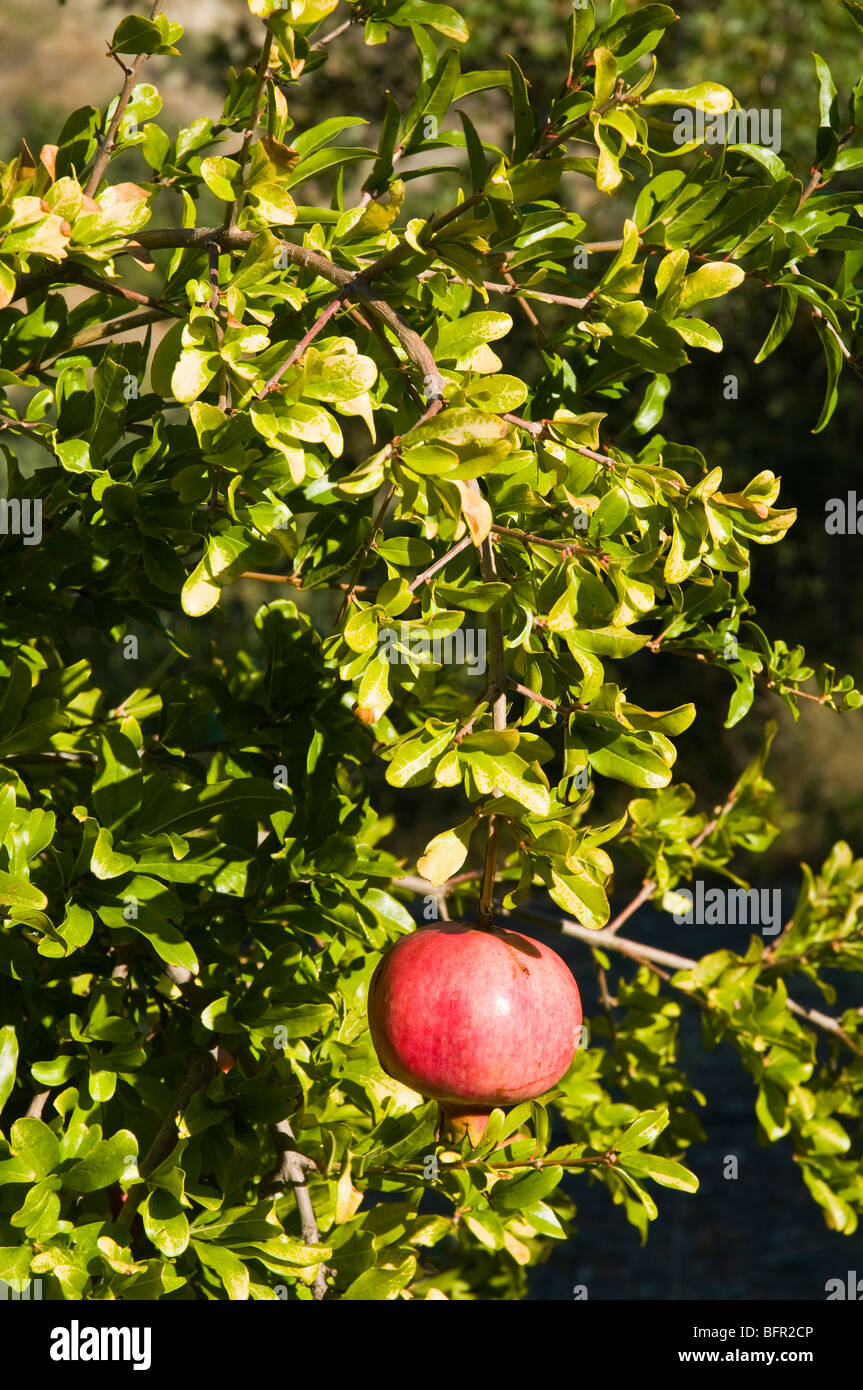 dh  FARMING GREECE CRETE Pomegranate fruit branch of  Punica granatum tree Stock Photo