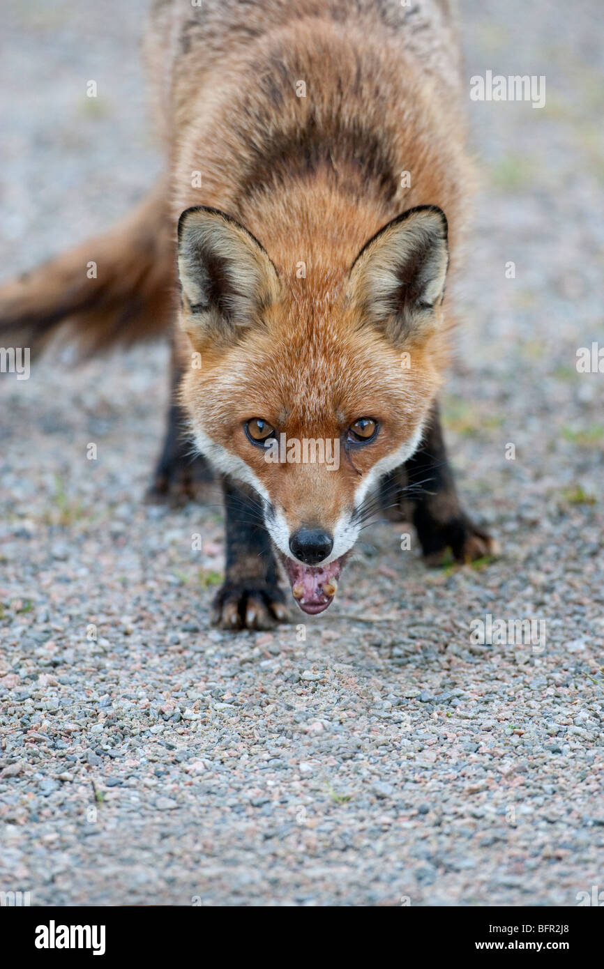 Red fox colour hi-res stock photography and images - Alamy