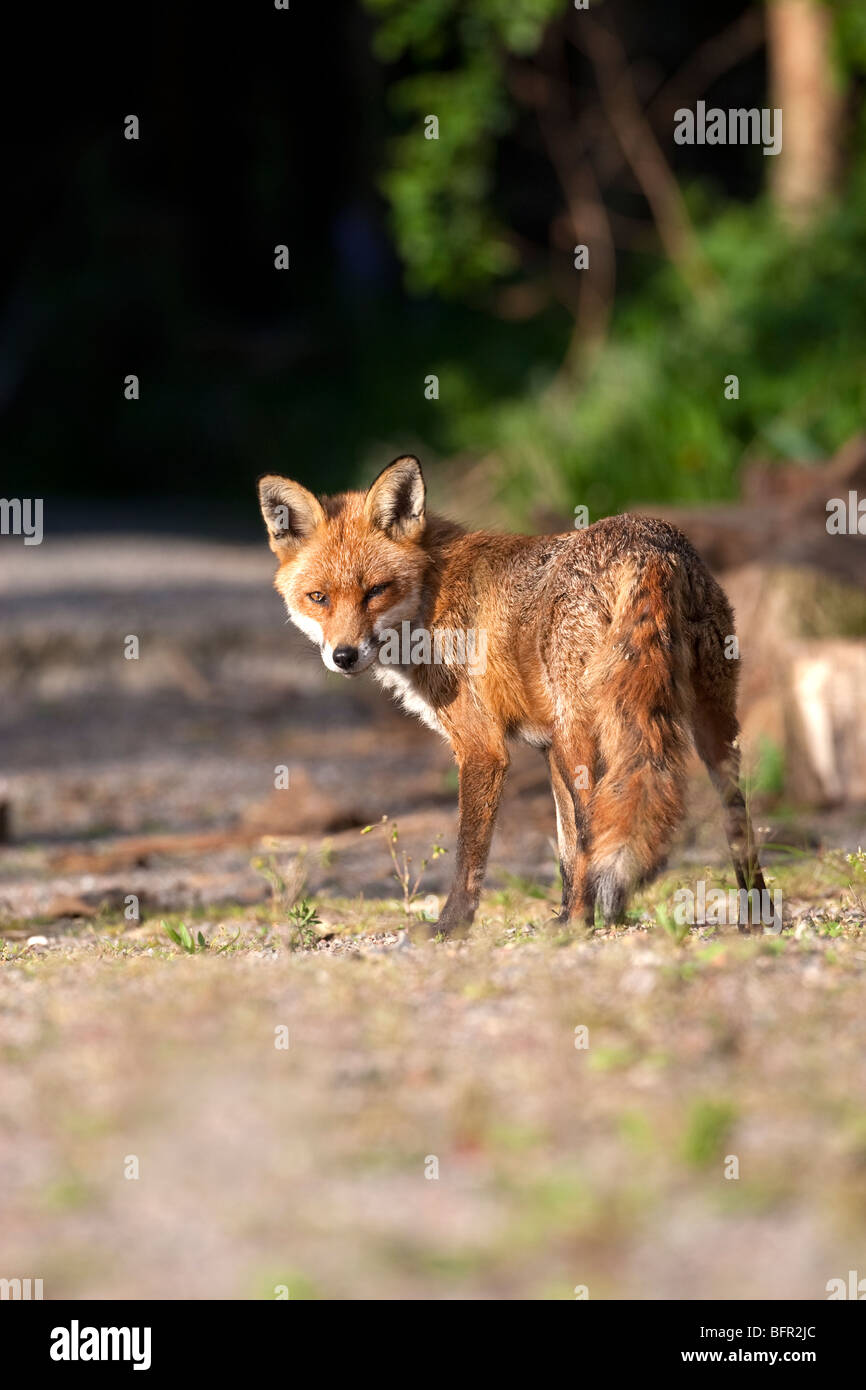 Vulpes vulpes - Red fox UK Stock Photo