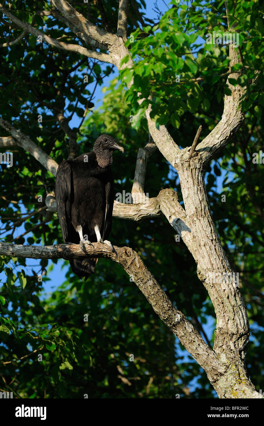 Black Vulture (Coragyps atratus) perched on branch, Pantanal, Brazil Stock Photo