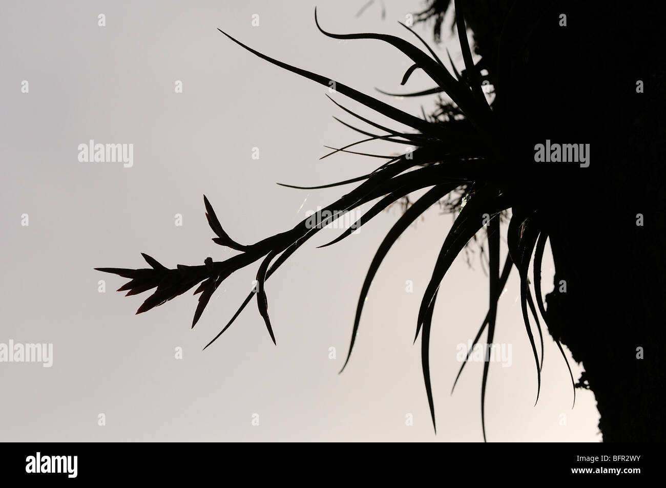 Airplant in cloudforest in silhouette, Salta, Argentina Stock Photo