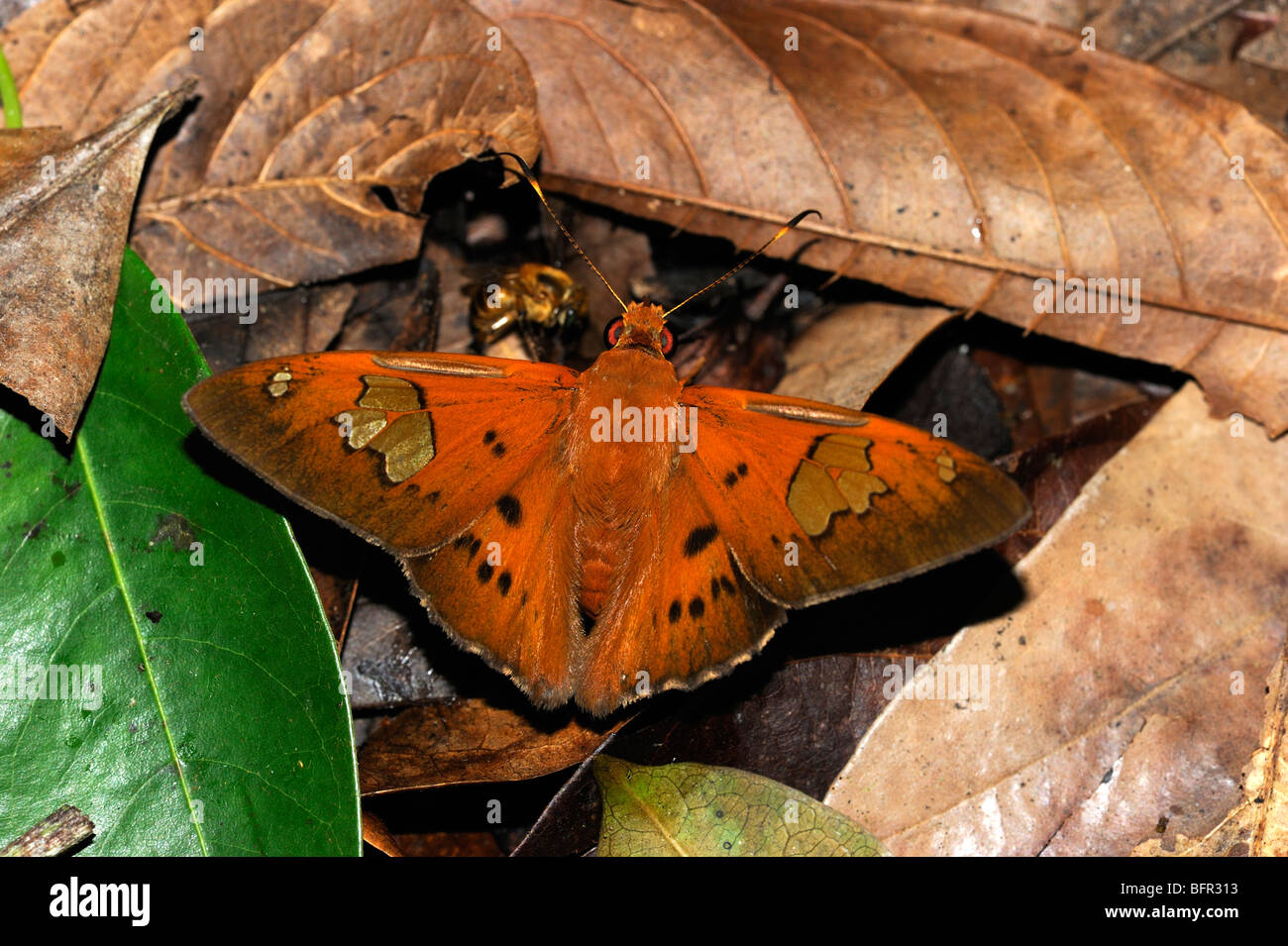 Euribates Scarlet-eye Butterfly (Dyscophellus euribates) skipper species, resting on forest leaf litter, Alta Floresta, Brazil Stock Photo