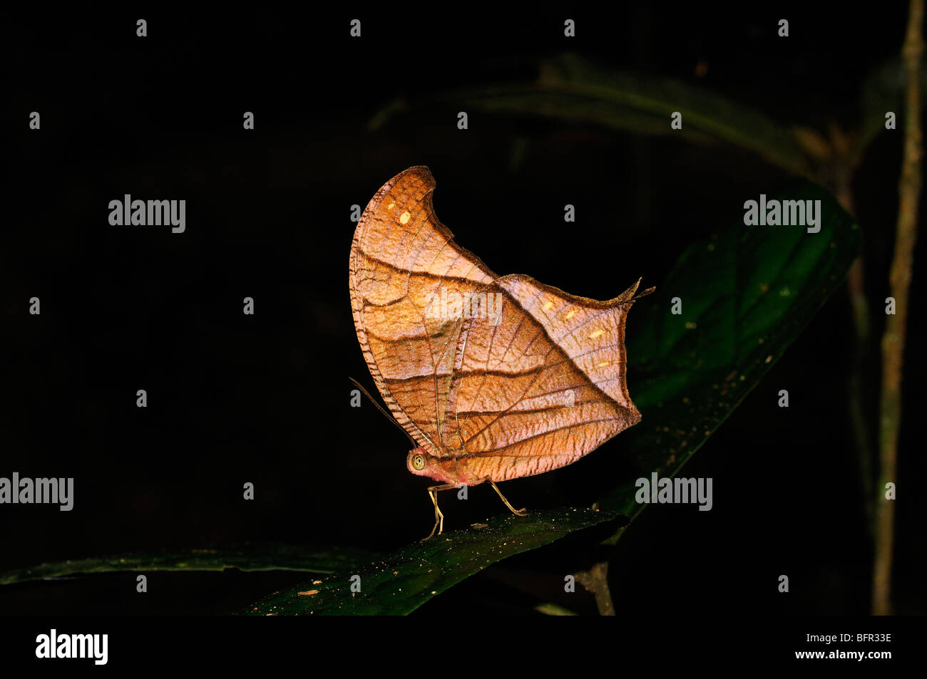 Chorinaeus Brown Morpho Butterfly (Caerois chorinaeus) resting on leaf in rainforest, leaf mimic, Alta Floresta, Brazil Stock Photo