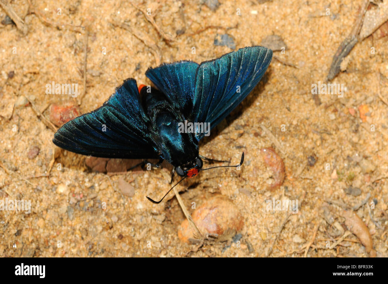 Phidias Firetip Skipper Butterfly (Pyrrhopyge phidias) resting on sandy ground, Alta Floresta, Brazil Stock Photo