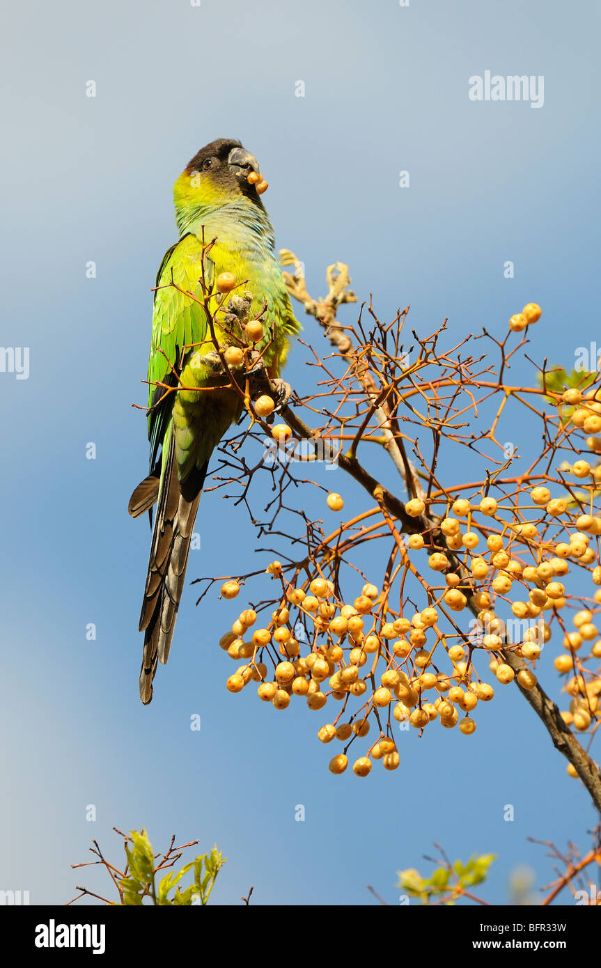 Nanday or Black-hooded Parakeet (Nandayus nenday) in tree eating seed ...