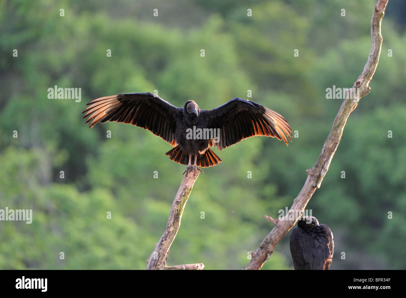 Black Vulture (Coragyps atratus) perched on dead branch, warming wings in morning sun, Iguazu, Argentina Stock Photo