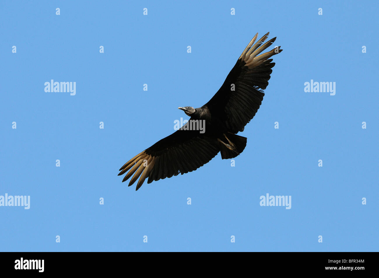 Black Vulture (Coragyps atratus) in flight, Pantanal, Brazil. Stock Photo