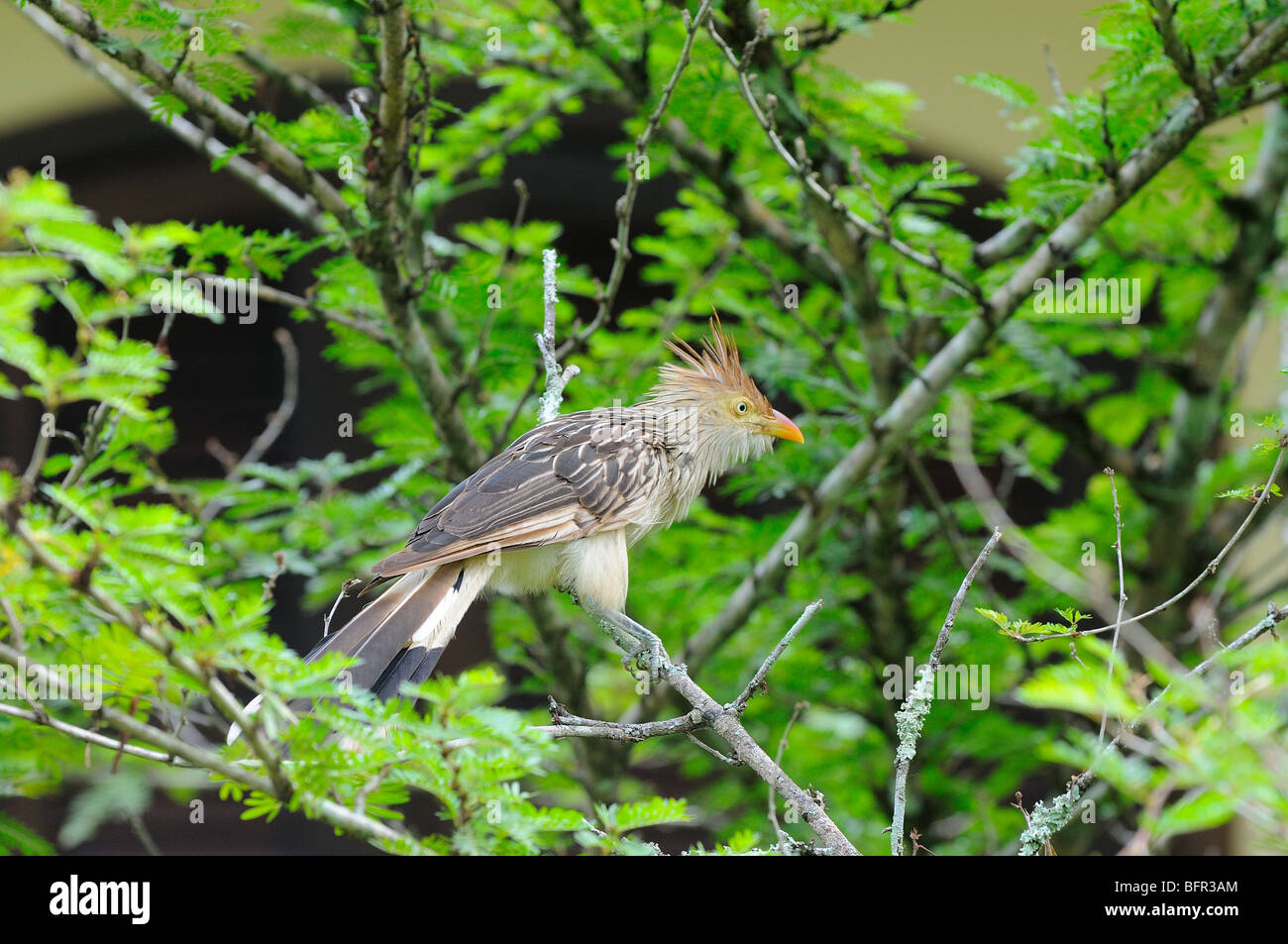 Guira Cuckoo (Guira guira) perched on branch, Alta Floresta, Brazil. Stock Photo