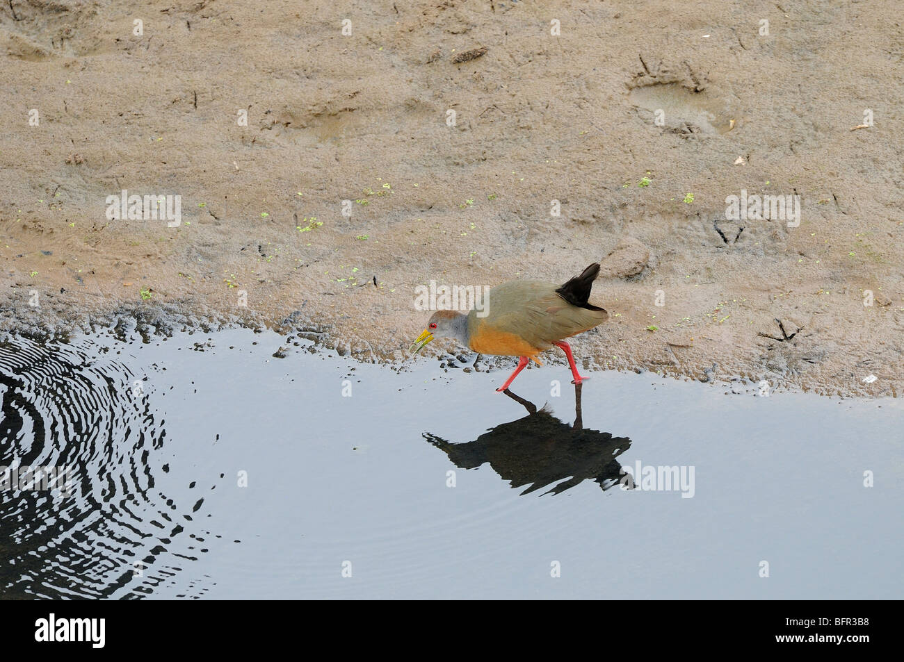 Grey-necked Wood-Rail (Aramides cajanea), searching for food at water's edge, Salta, Argentina Stock Photo