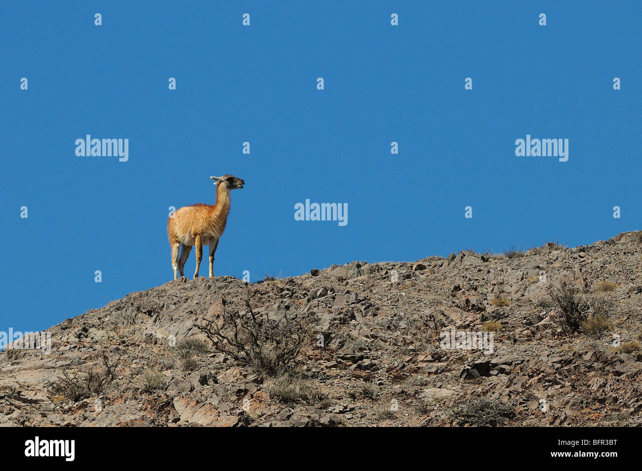 Guanaco (Lama guanicoe) lone animal on rocky ridge, Los Cardones National Park, Argentina Stock Photo
