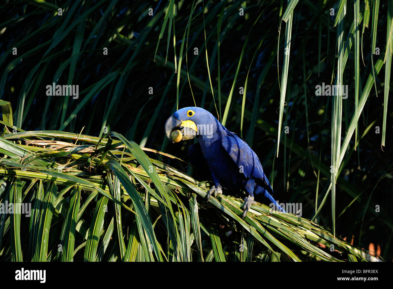 Hyacinth Macaw (Anodorhynchus hyacinthus) eating palm tree fruit