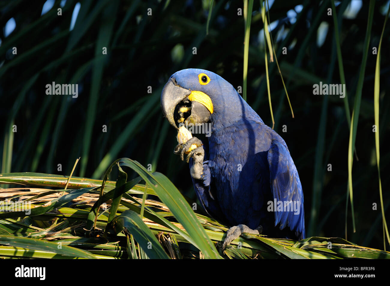 Hyacinth Macaw (Anodorhynchus hyacinthus) eating palm tree fruit