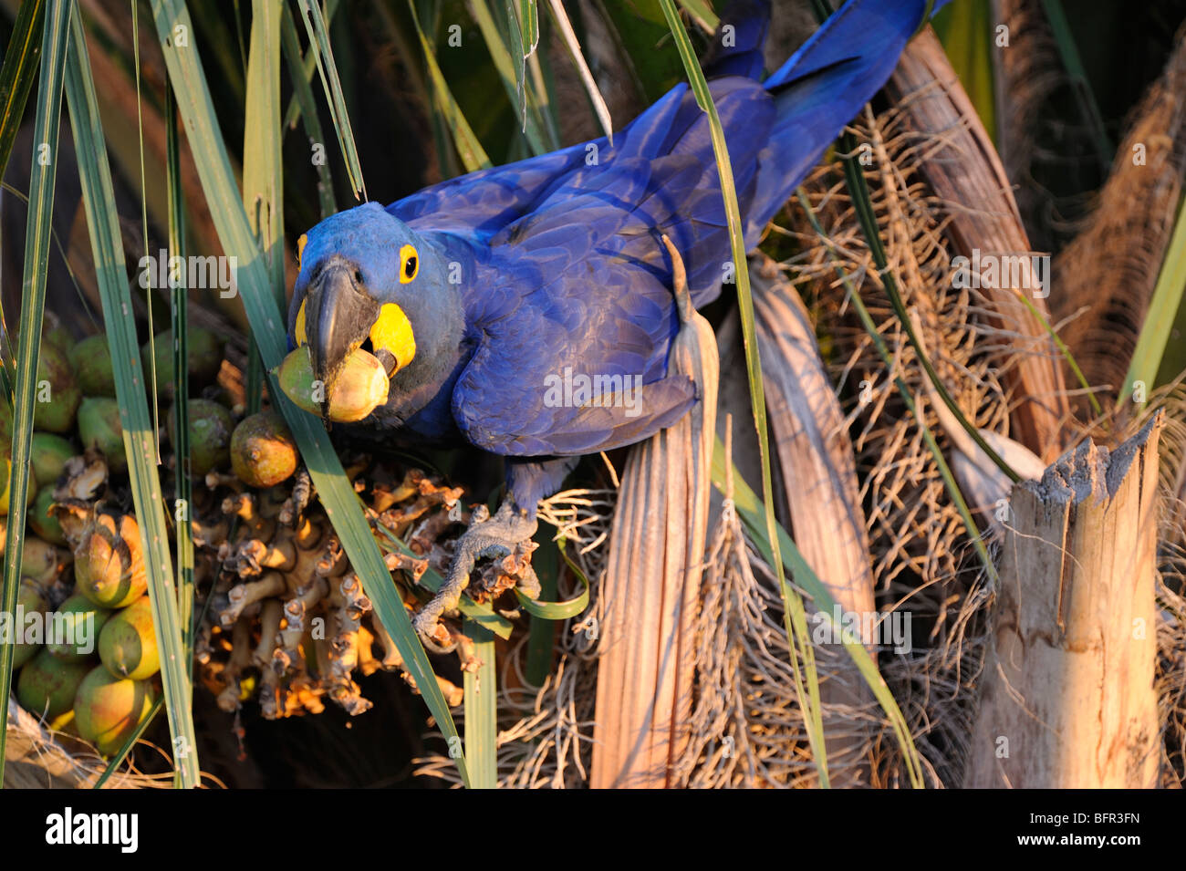 Hyacinth Macaw (Anodorhynchus hyacinthus) feeding on palm tree fruit