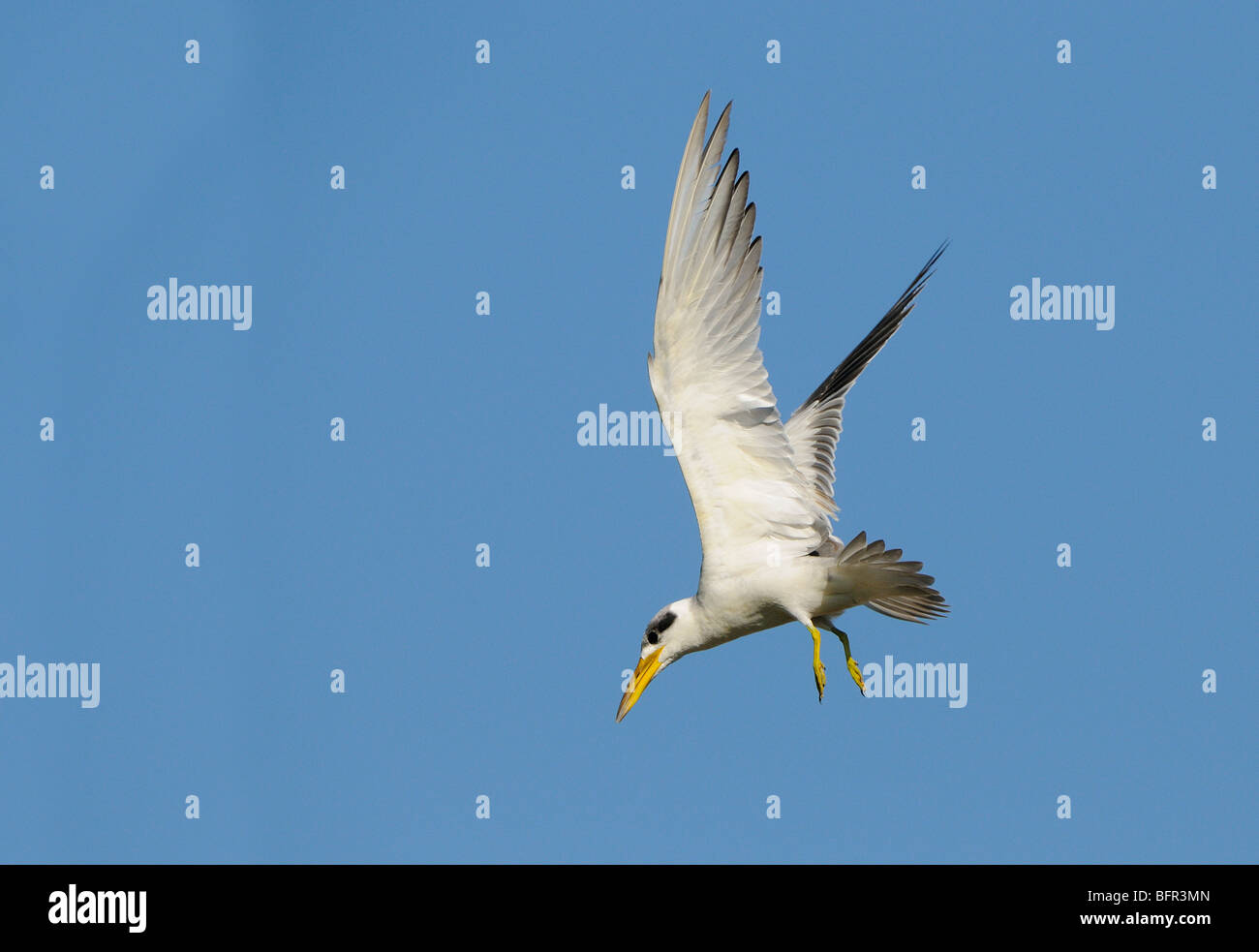 Large-billed Tern (Phaetusa simplex) in flight, Pantanal, Brazil. Stock Photo