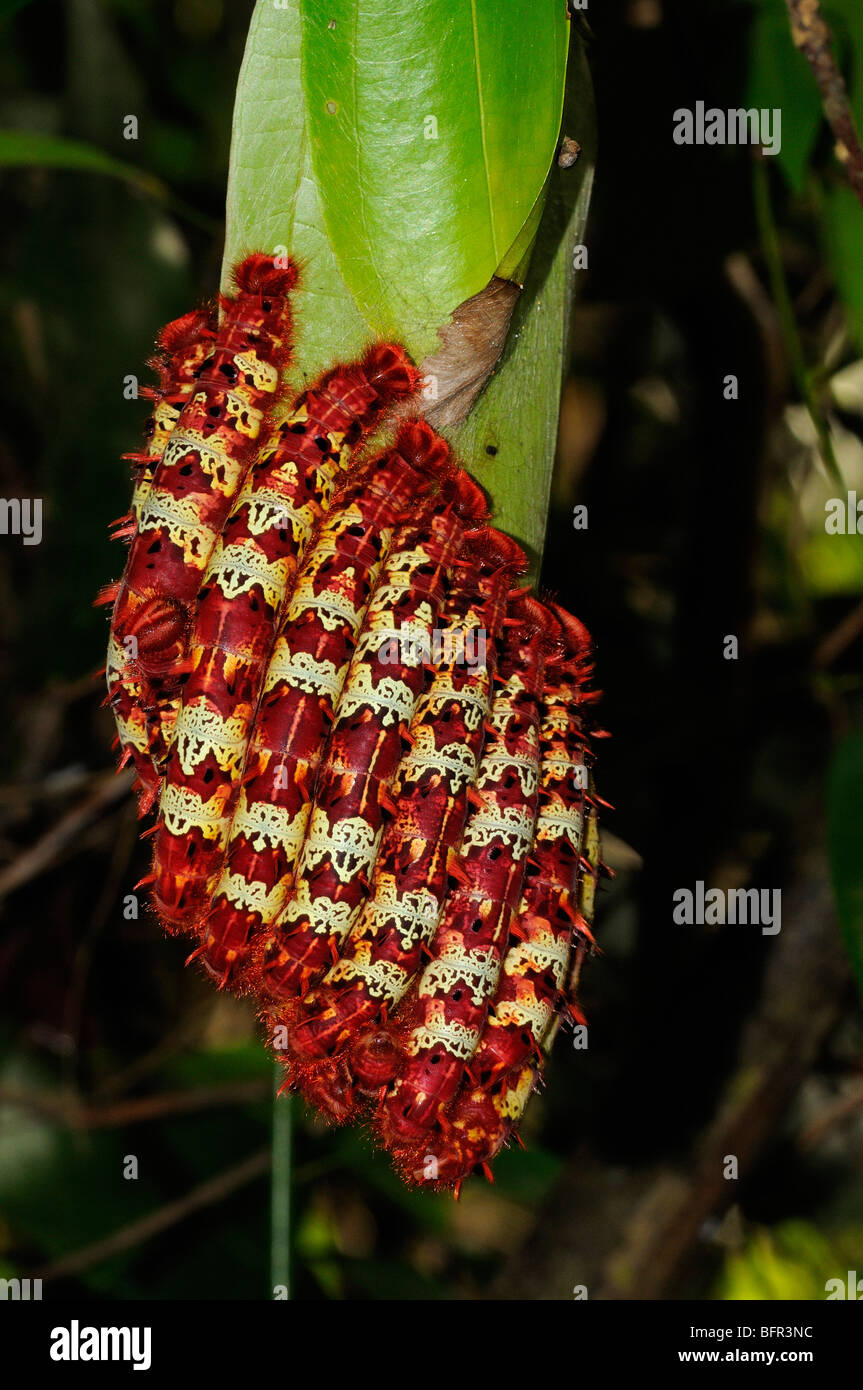 Amazon rainforest caterpillar hires stock photography and images Alamy