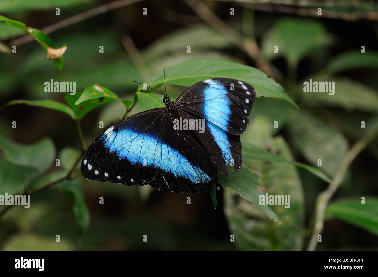 Helenor Morpho Butterfly (Morpho helenor) resting on leaf, wings spread open, Alta Floresta, Brazil. Stock Photo