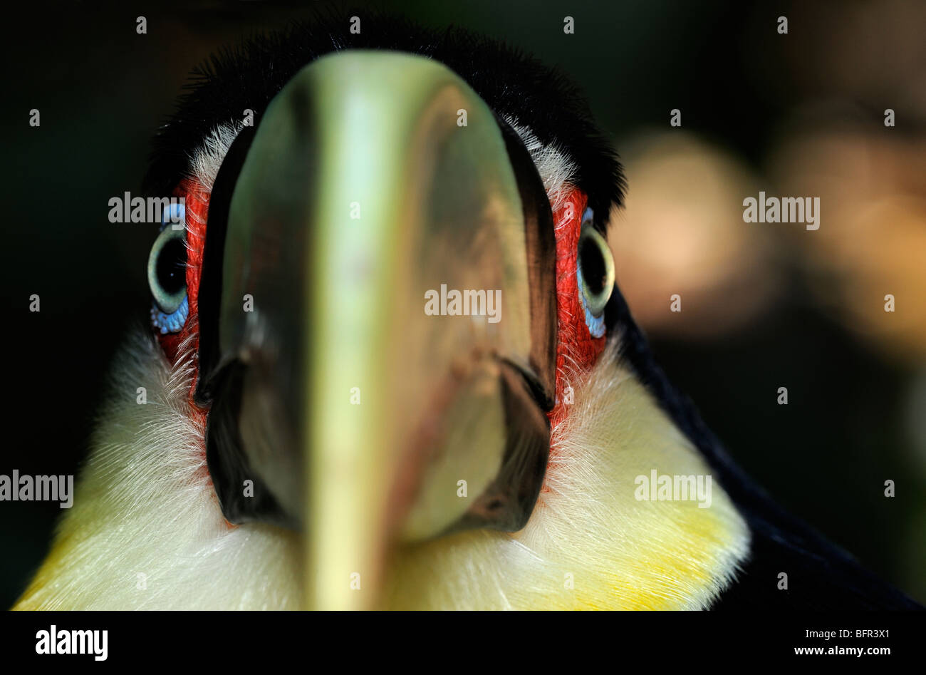 Red-breasted Toucan (Ramphastos dicolorus) close-up view, captive, Brazil. Stock Photo