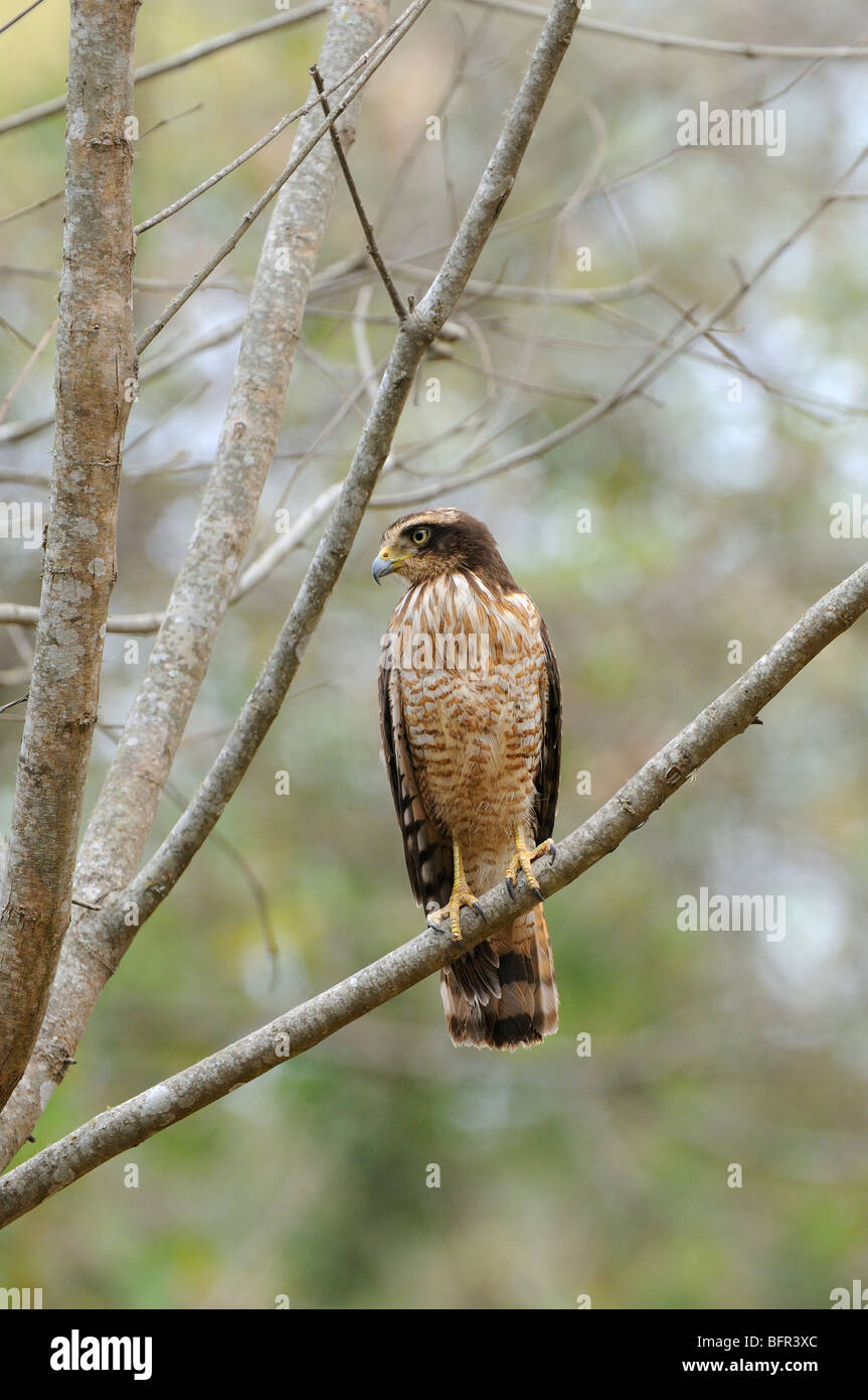 Roadside Hawk (Rupornis magnirostris) perched on branch, Salta, Argentina Stock Photo