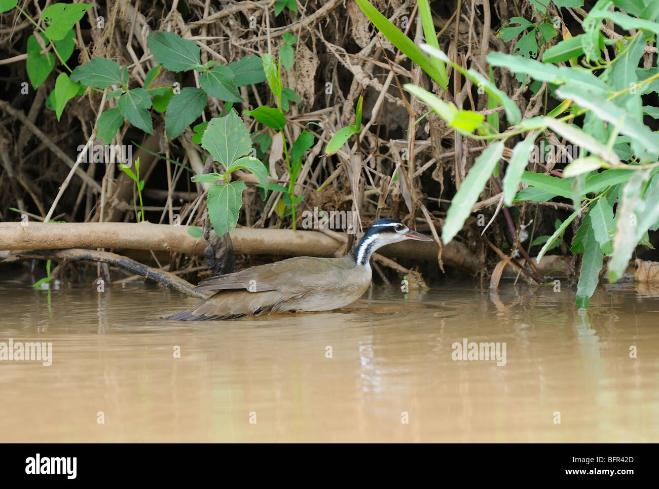 Sungrebe (Heliornis fulica) amongst river bank vegetation, Pantanal, Brazil Stock Photo
