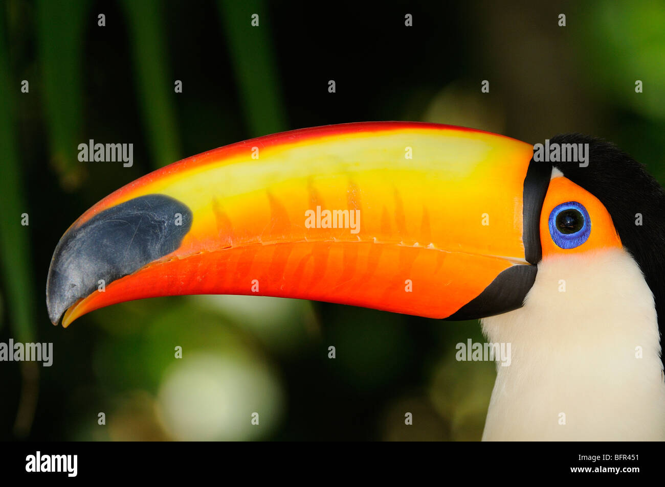 Toco Toucan (Ramphastos toco) close-up showing head and beak, captive, Brazil. Stock Photo