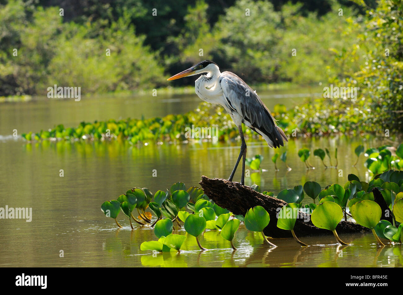 Cocoi Heron (Ardea cocoi) perched on dead log by water's edge, Pantanal, Brazil Stock Photo