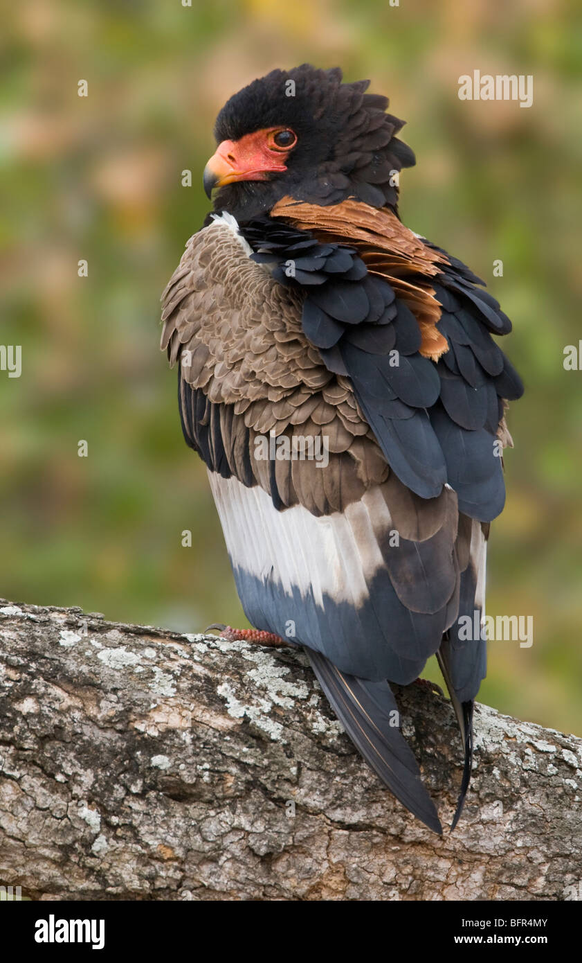 Bateleur perched on a branch against a green background Stock Photo