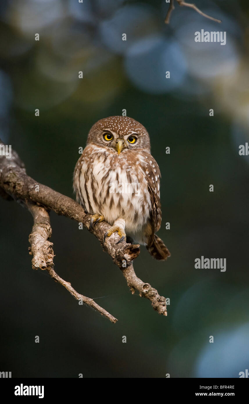 Pearl-spotted owlet Stock Photo
