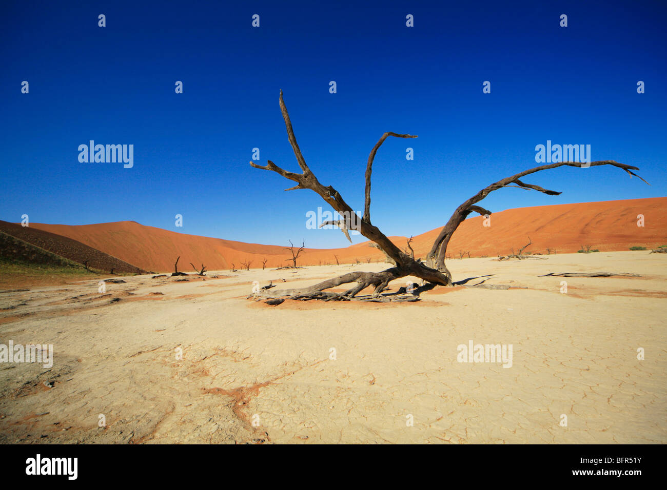 Dead Vlei landscape with cracked earth and dead tree Stock Photo