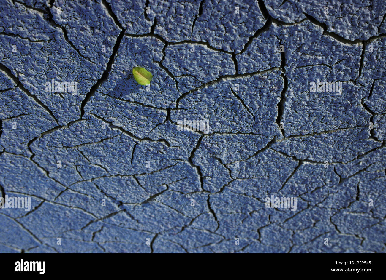 Leaf and patterns in mud Stock Photo