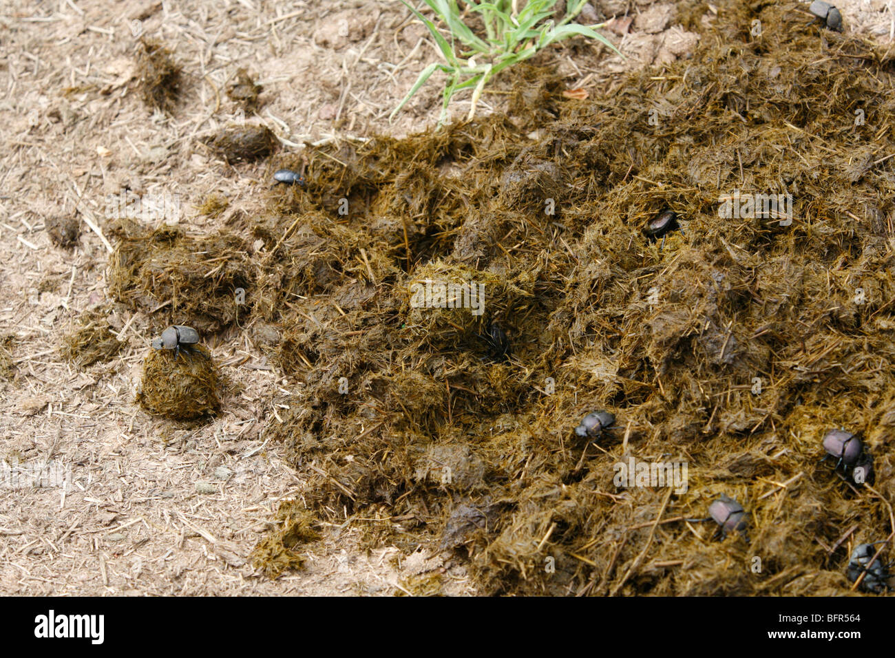 Dung beetles Stock Photo