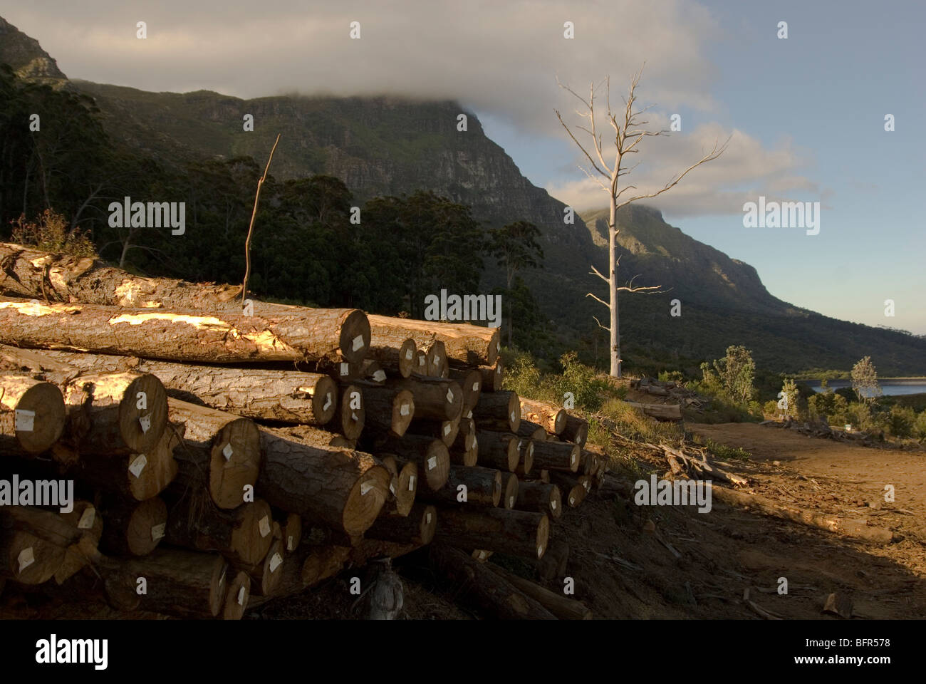 Pine logs stacked for extraction along the contour Path above Kirstenbosch Gardens. Stock Photo