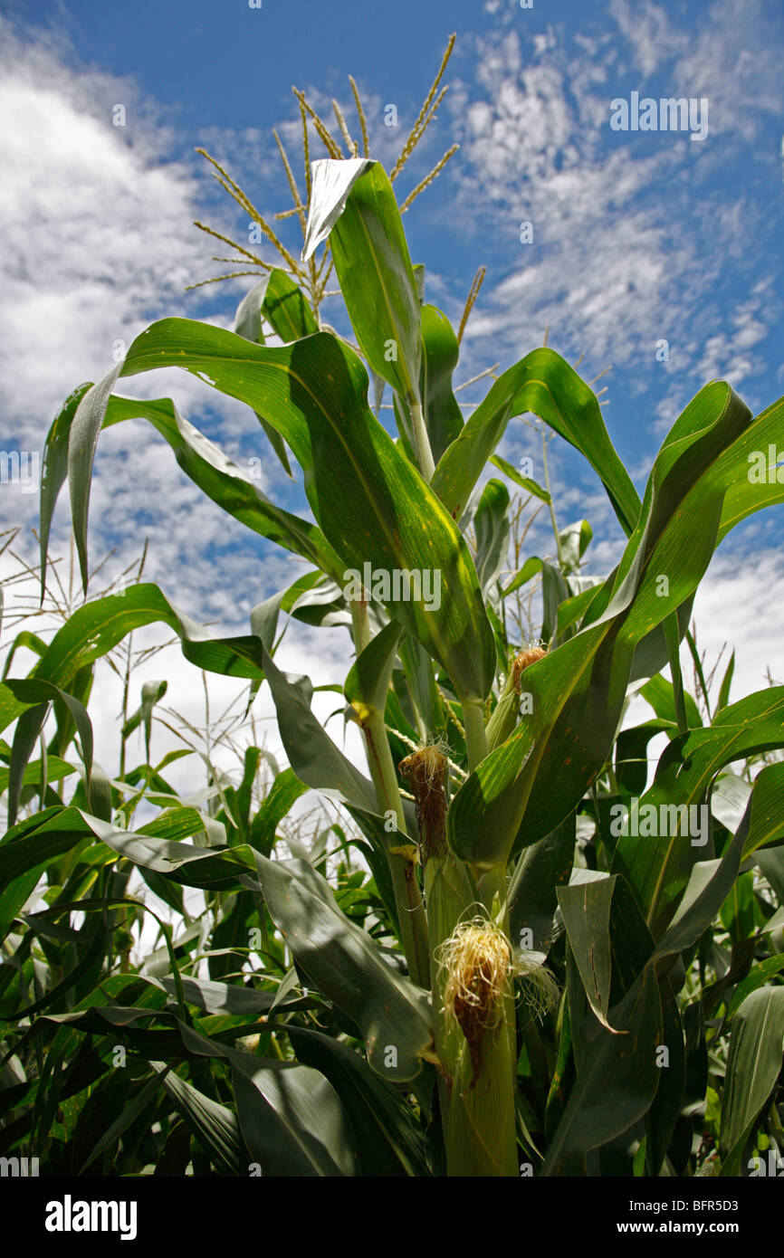 Maize maize cobs hires stock photography and images Alamy