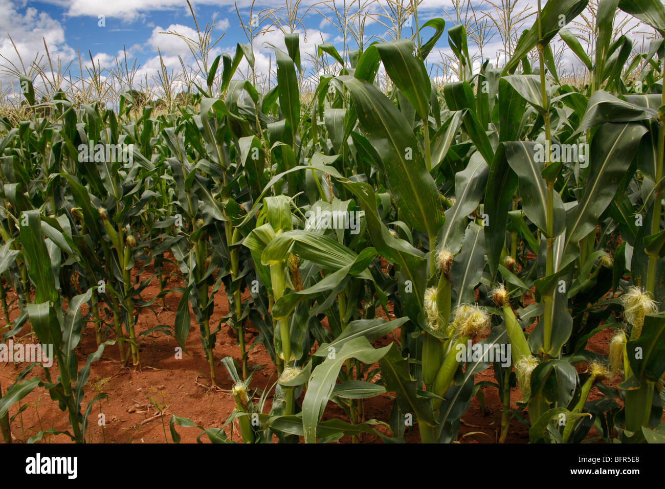 Field of Maize plants Stock Photo