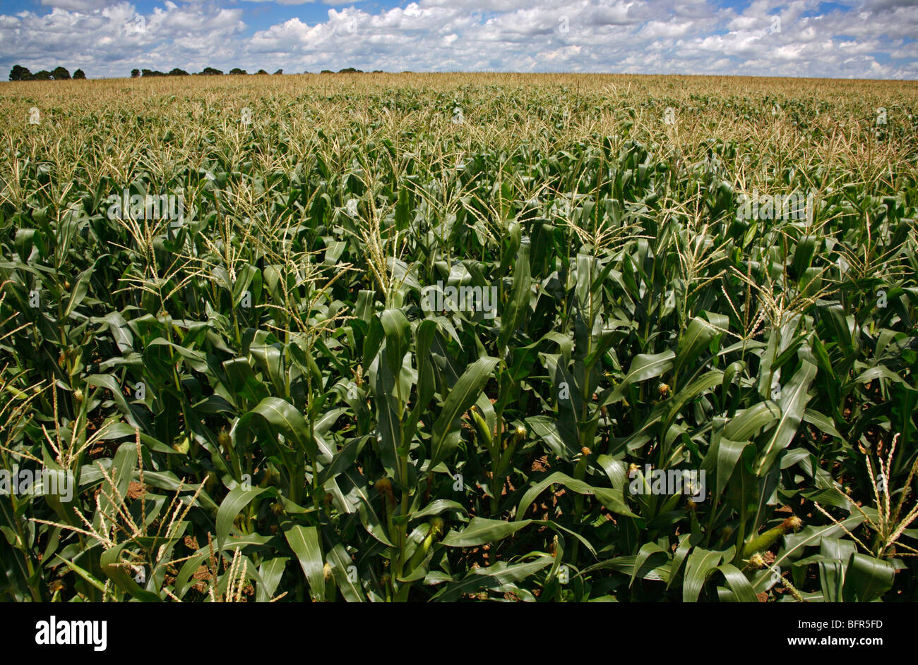 Field of Maize plants Stock Photo